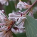 Hakea lasiantha - Photo (c) bailey_plants, some rights reserved (CC BY-NC), uploaded by bailey_plants