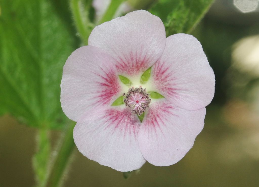 Cape mallow