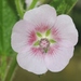 Cape Mallow - Photo (c) James Bailey, some rights reserved (CC BY-NC), uploaded by James Bailey
