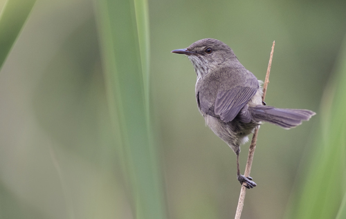 Madagascar Swamp Warbler
