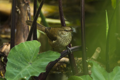Madagascar Swamp Warbler photo 2
