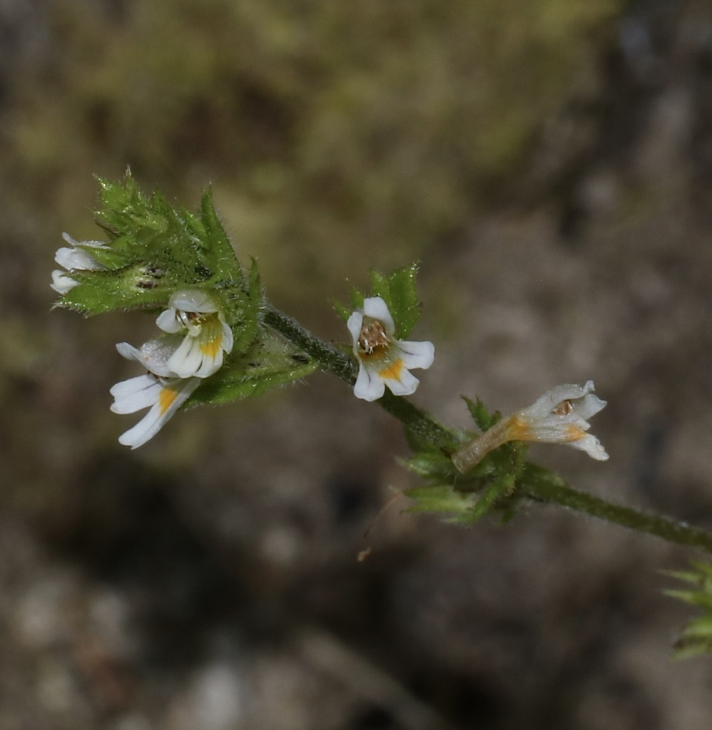 Arctic Eyebright (Euphrasia subarctica) - Botanical Realm