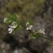 Arctic Eyebright - Photo (c) Dustin Snider, some rights reserved (CC BY), uploaded by Dustin Snider