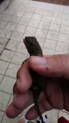 Sceloporus grammicus