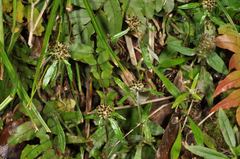 Euchiton gymnocephalus