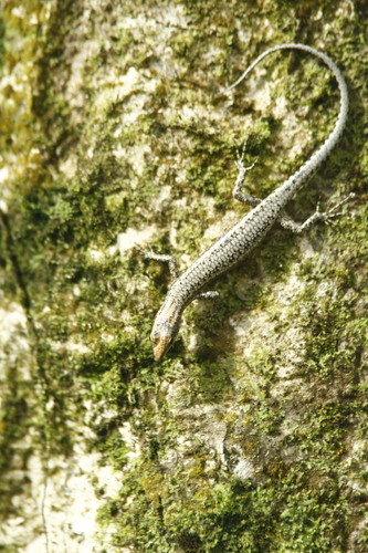 Cryptoblepharus novaeguineae observed 2023-07-06