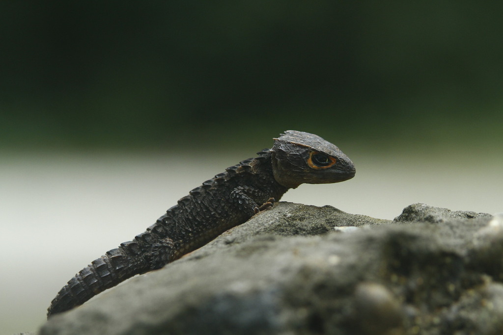 Red-Eyed Bush Crocodile Skink (Tribolonotus gracilis)