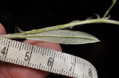 Euchiton gymnocephalus