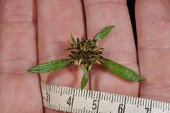 Euchiton gymnocephalus