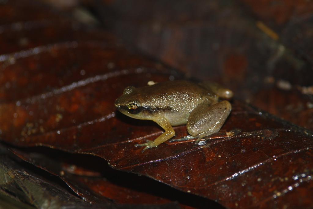 Manikion Land Frog
