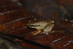 Manikion Land Frog photo 1