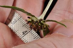 Euchiton gymnocephalus