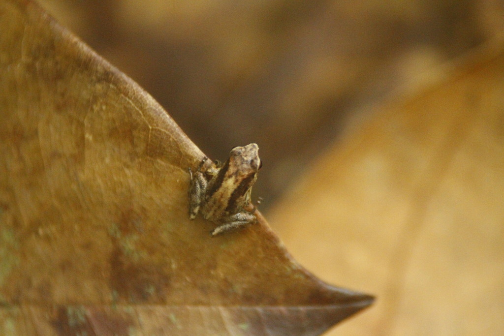 Bomberai Rainforest Frog