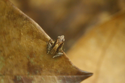 Cophixalus tetzlaffi
