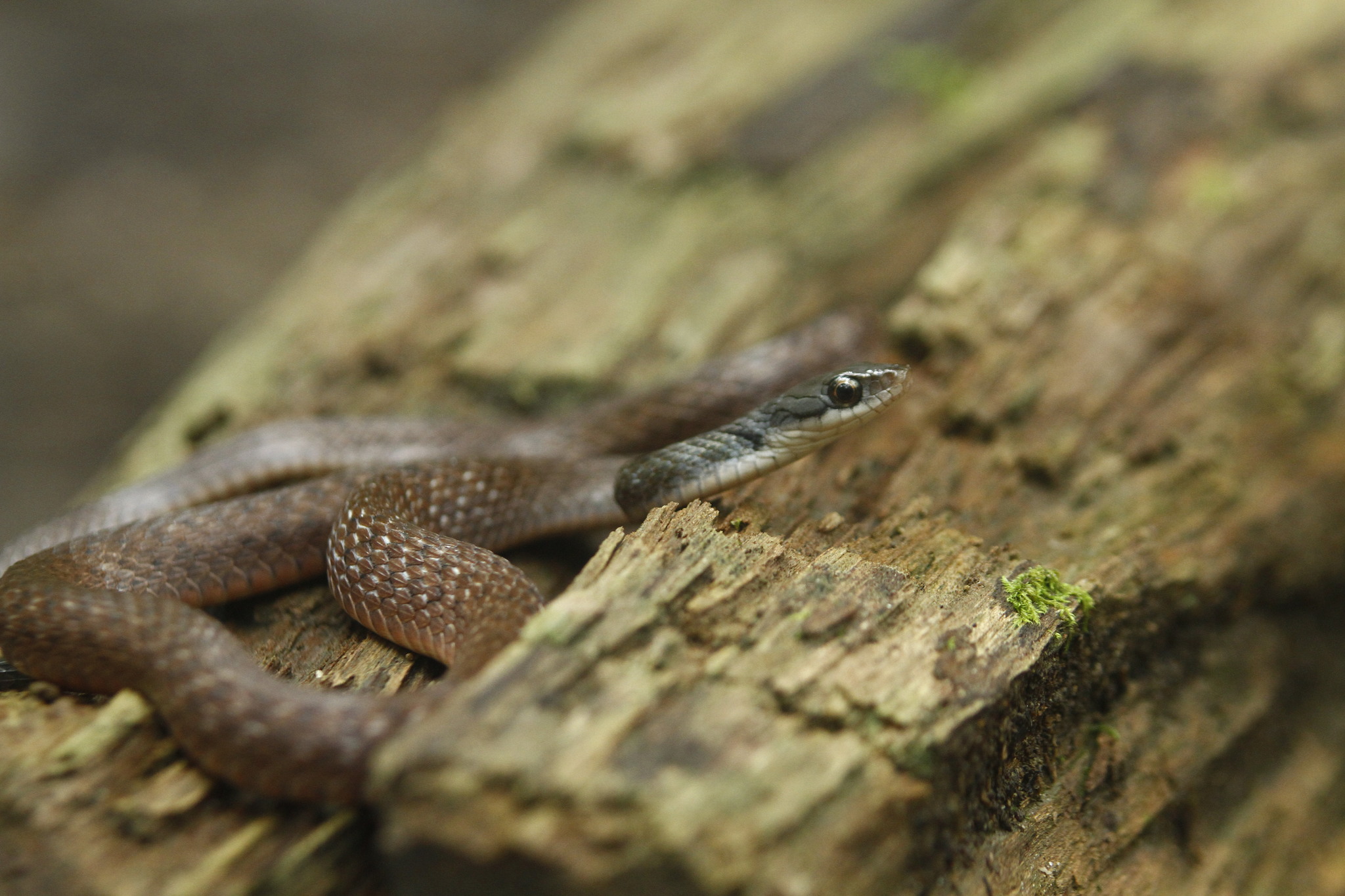 Many-Scaled Keelback photo 2