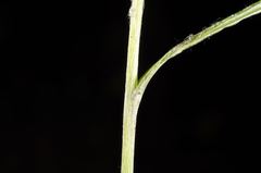 Euchiton gymnocephalus