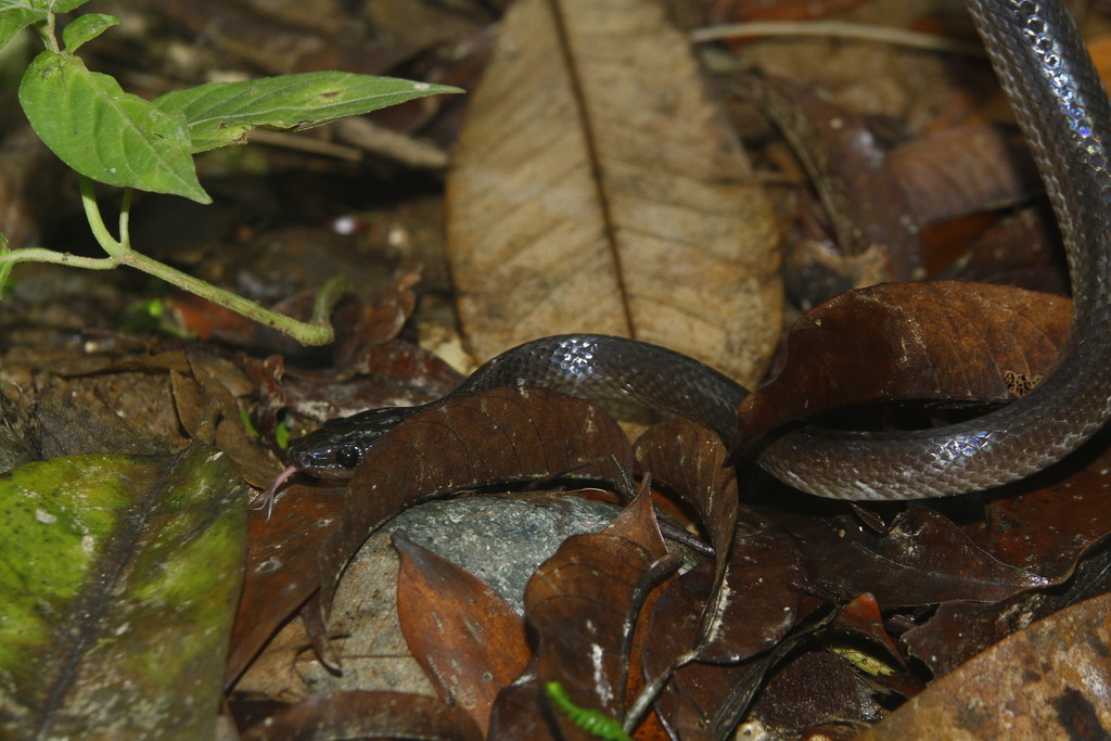 Slatey-Grey Snake