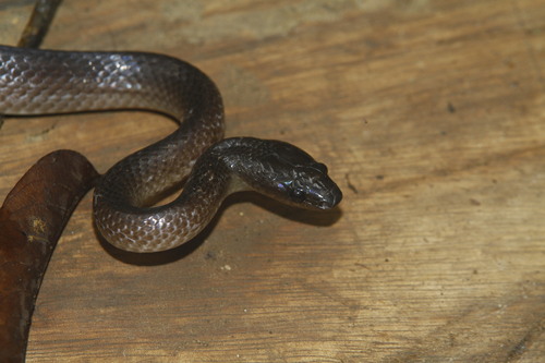 Photo of a Slatey-grey Snake (cucullatus) (Stegonotus cucullatus)