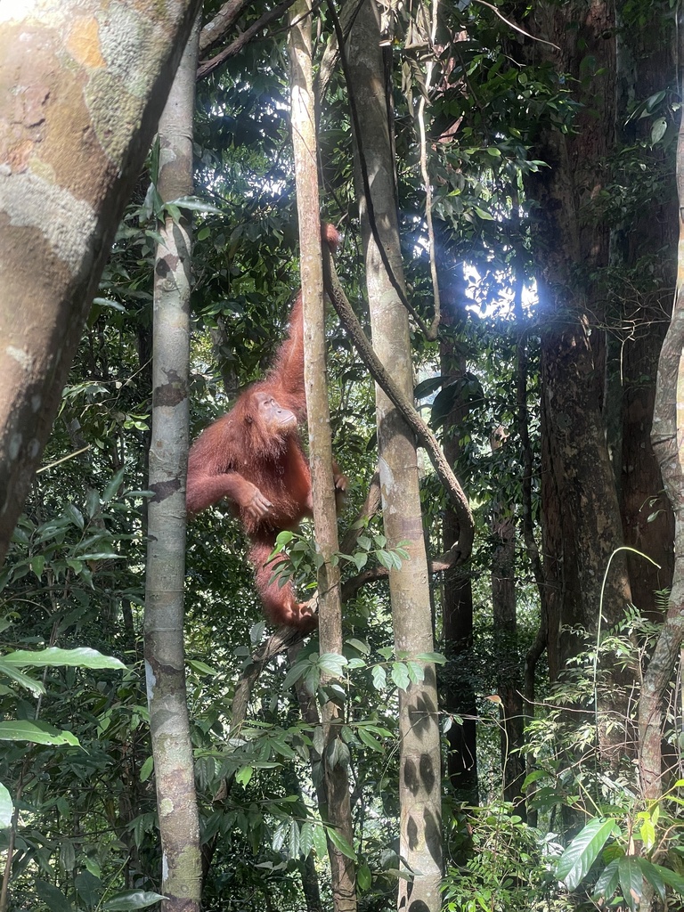 Sumatran Orangutan In April 2023 By Jake McConnell INaturalist   Large 