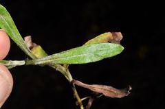 Euchiton gymnocephalus