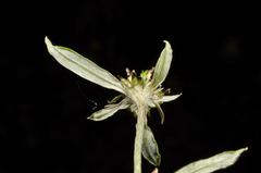 Euchiton gymnocephalus