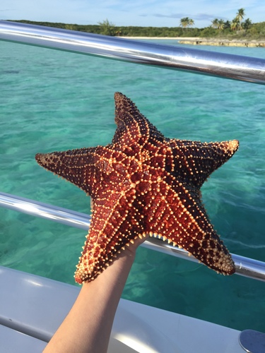 Red Cushion Sea Star