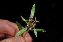 Euchiton gymnocephalus