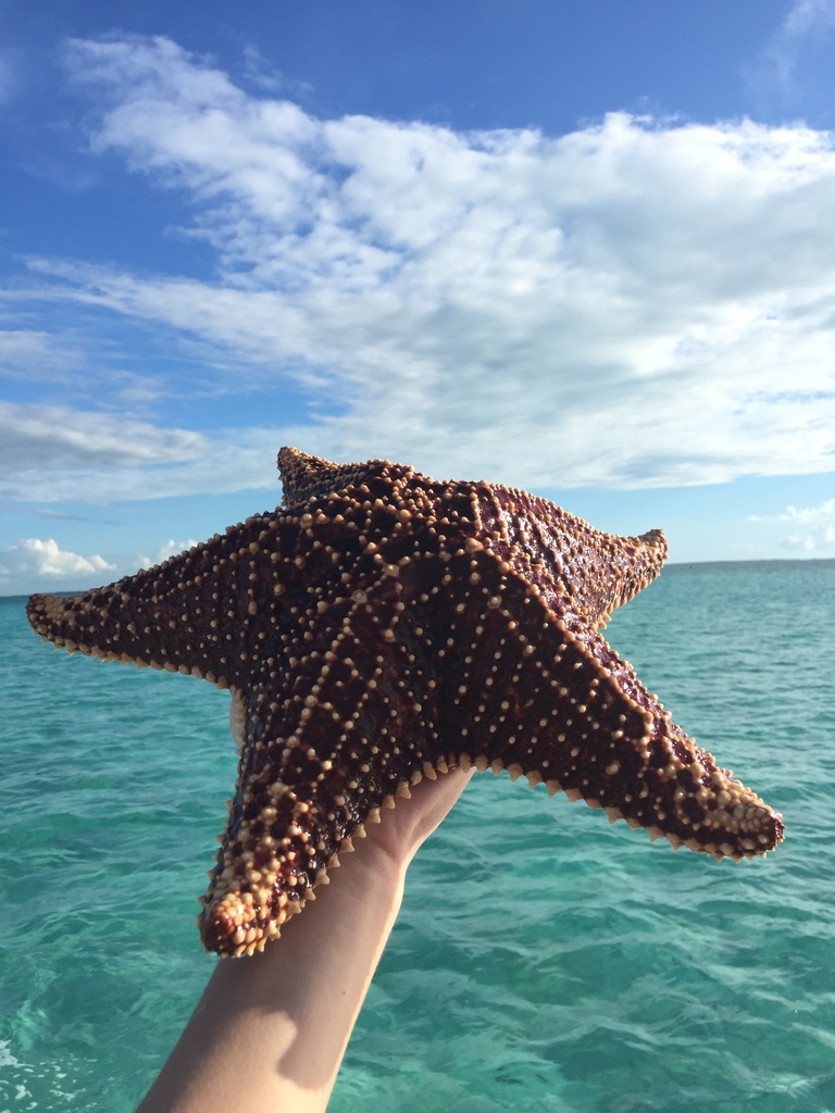 Photo of Red cushion sea star (Oreaster reticulatus)