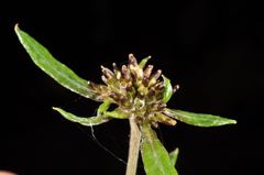 Euchiton gymnocephalus