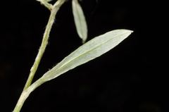 Euchiton gymnocephalus