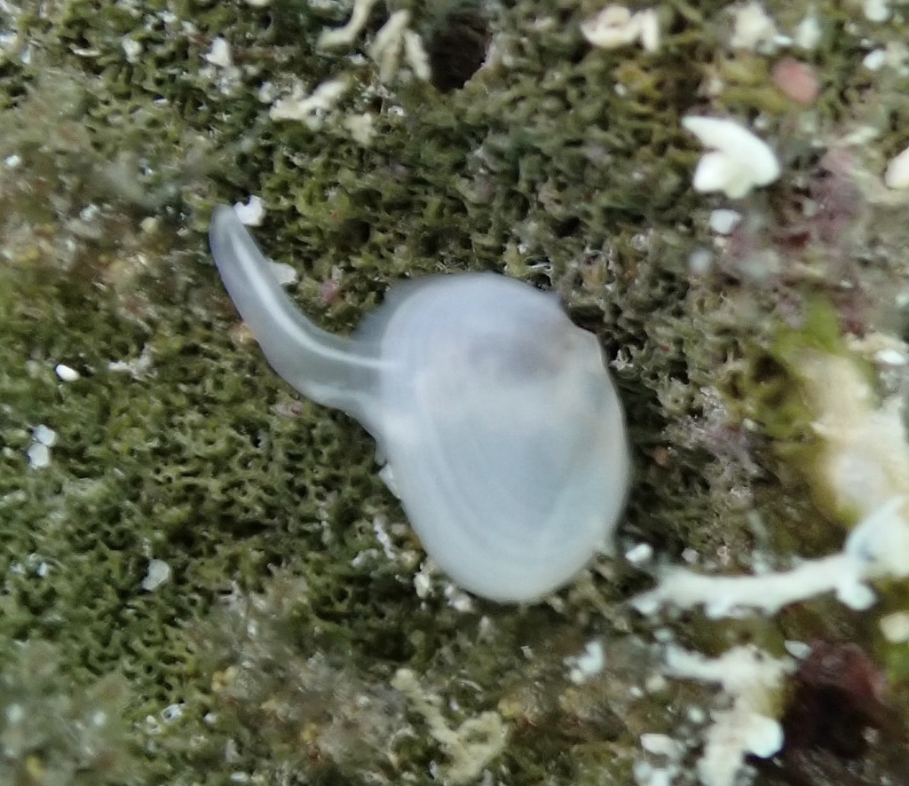 Scintilla hiloa