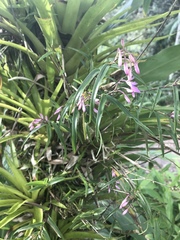 Epidendrum centropetalum