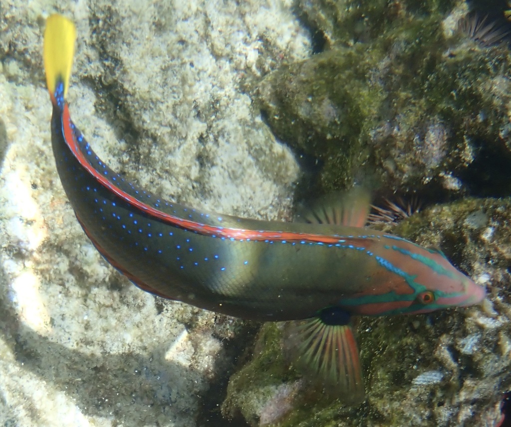 African Clown Wrasse
