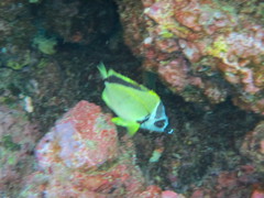 Johnrandallia nigrirostris