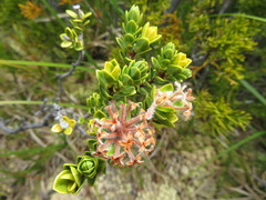 Pimelea poppelwellii