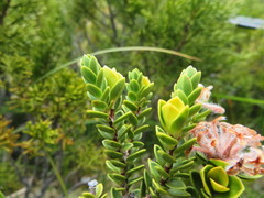 Pimelea poppelwellii