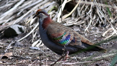 Phaps elegans