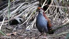 Phaps elegans