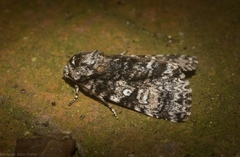 Turnerinycta phaeocosma