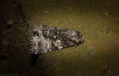 Turnerinycta phaeocosma