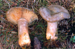 Lactarius quieticolor