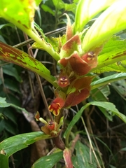 Columnea dimidiata