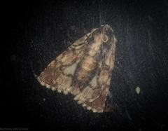 Acronicta psorallina
