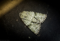 Acronicta psorallina