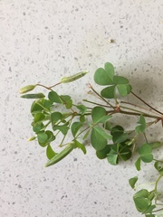 Oxalis chnoodes