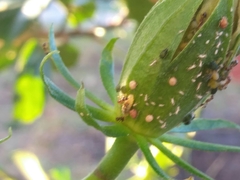 Braconidae