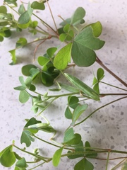 Oxalis chnoodes