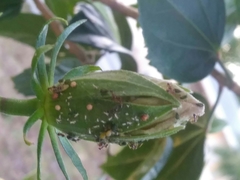 Braconidae