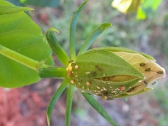 Braconidae