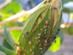 Braconidae